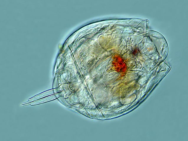 Представитель Семейства Lecanidae